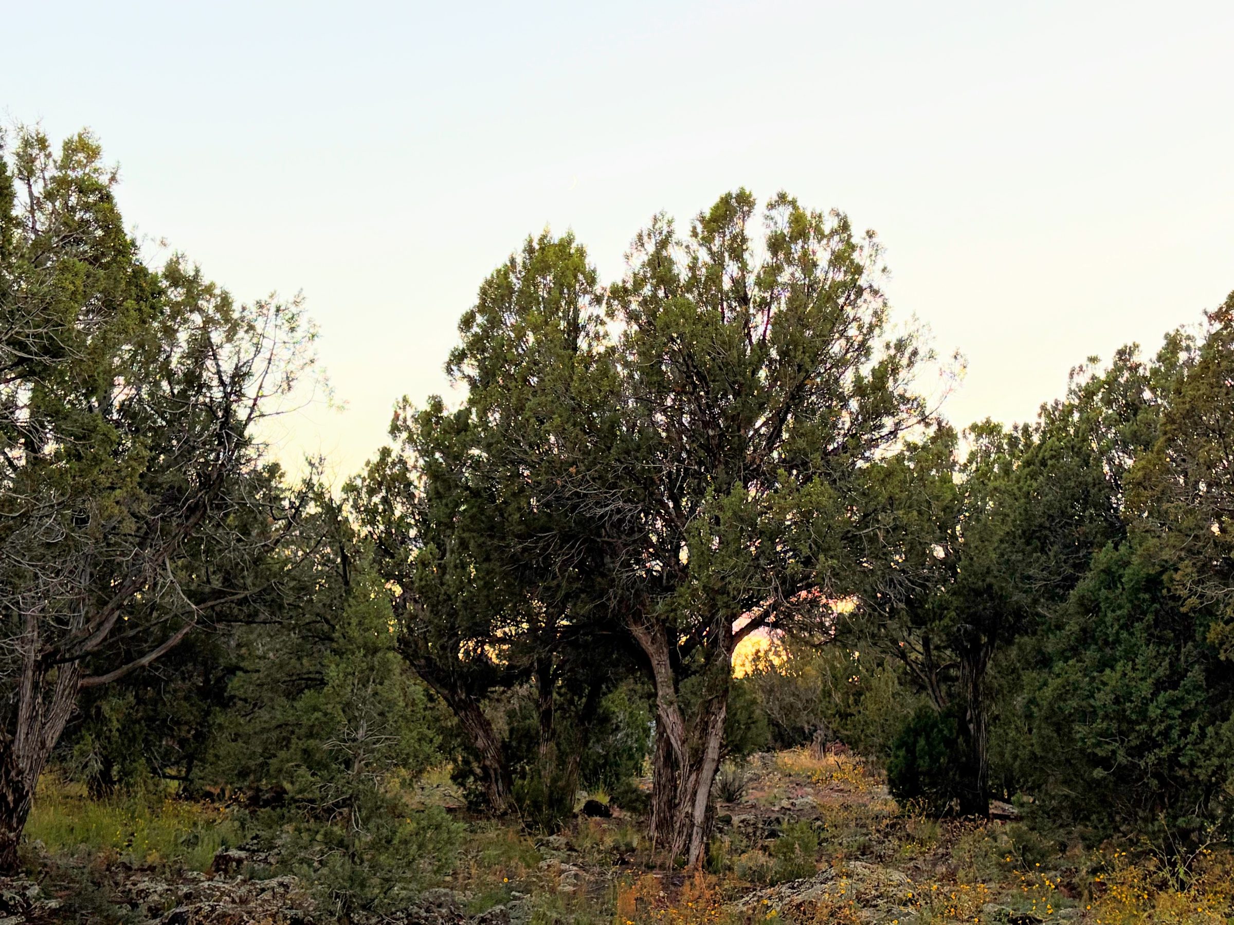 8332 Skyline Dr, Show Low AZ — foto 19