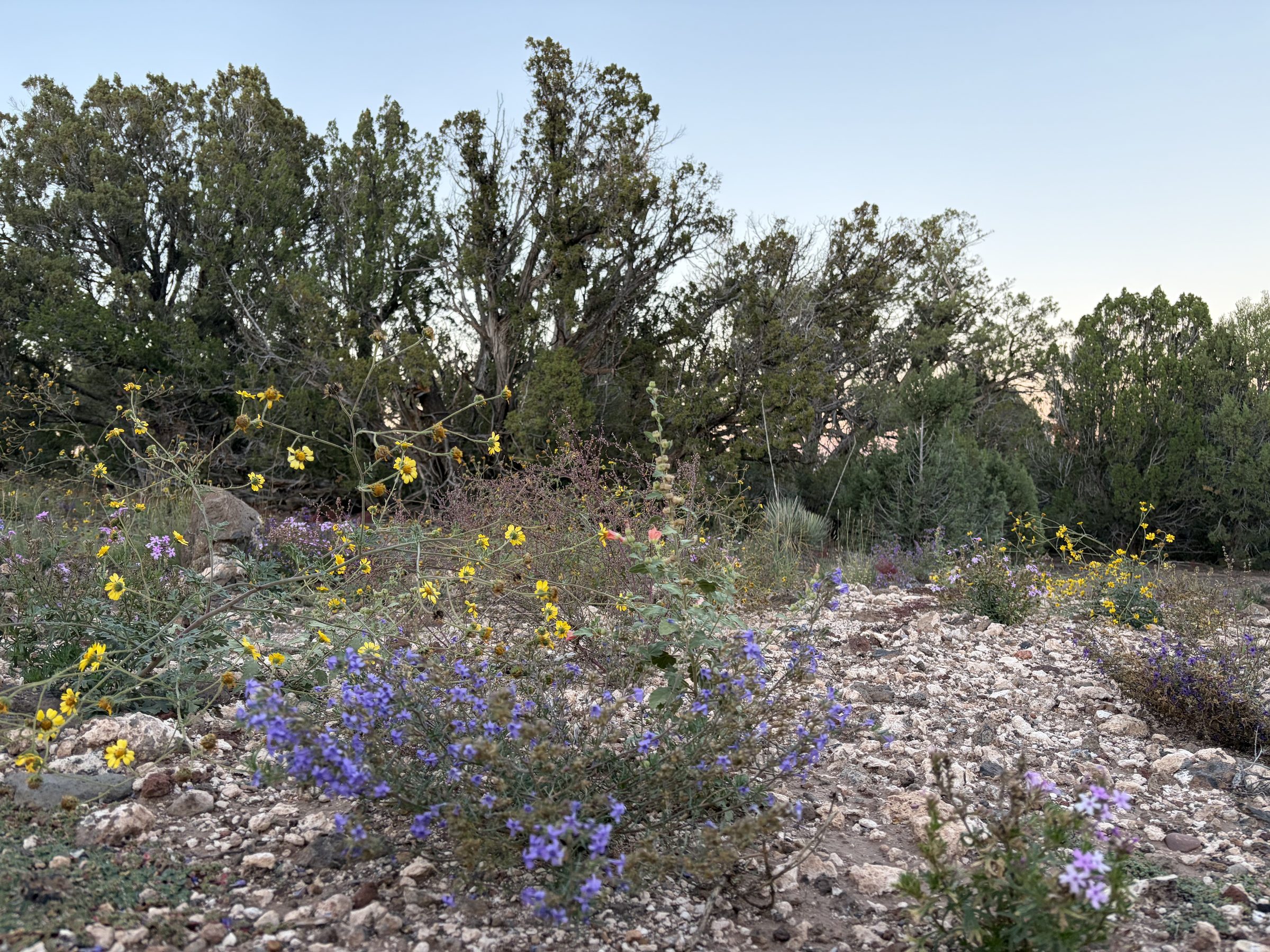8332 Skyline Dr, Show Low AZ — foto 4