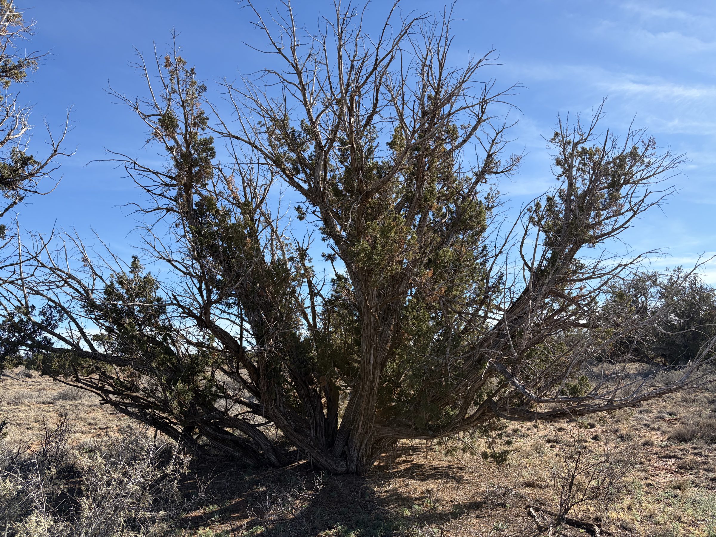 Snowflake AZ — 1.18 acres with financing available, Snowflake AZ — photo 13