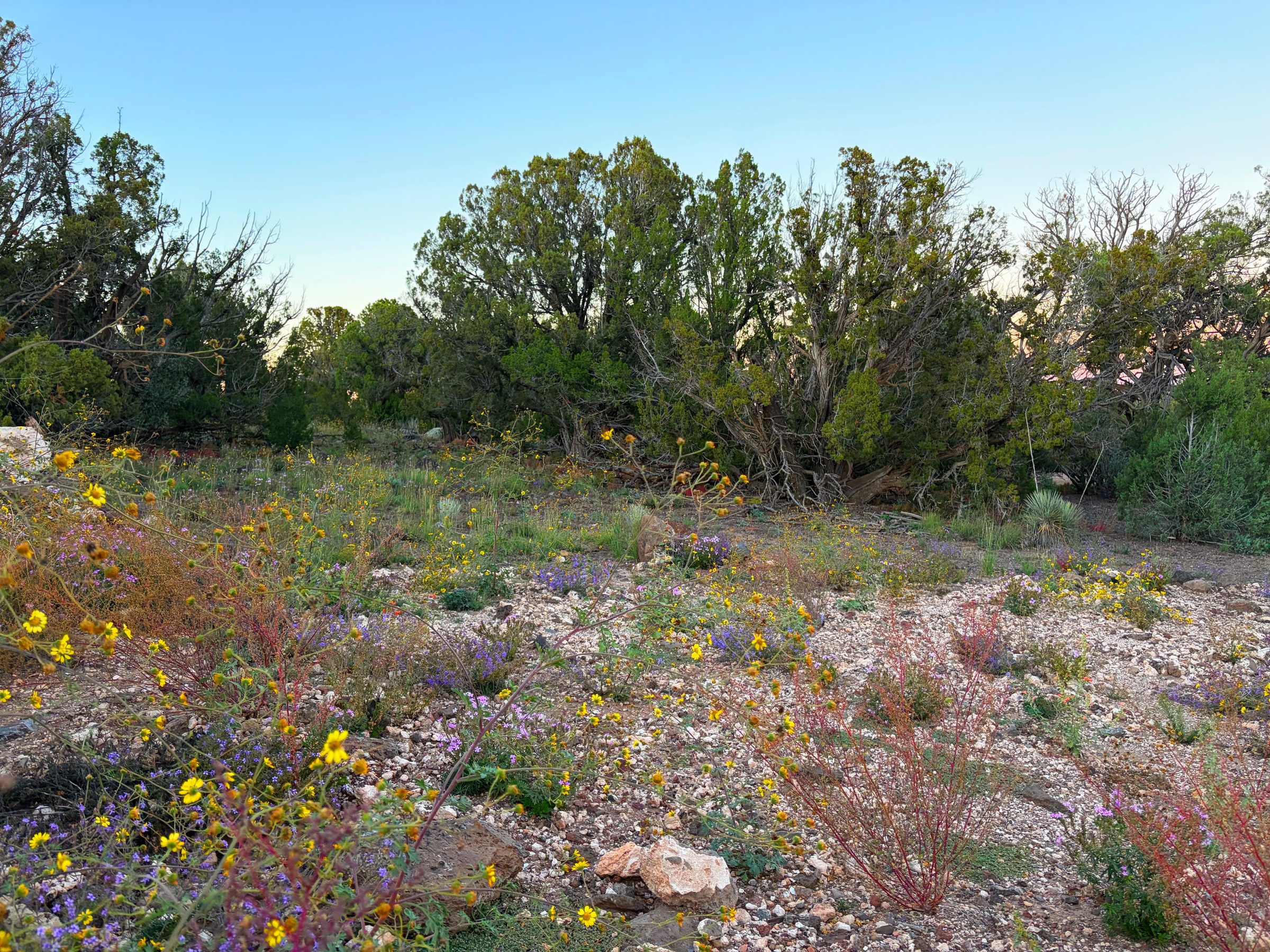 8332 Skyline Dr, Show Low AZ — foto 3
