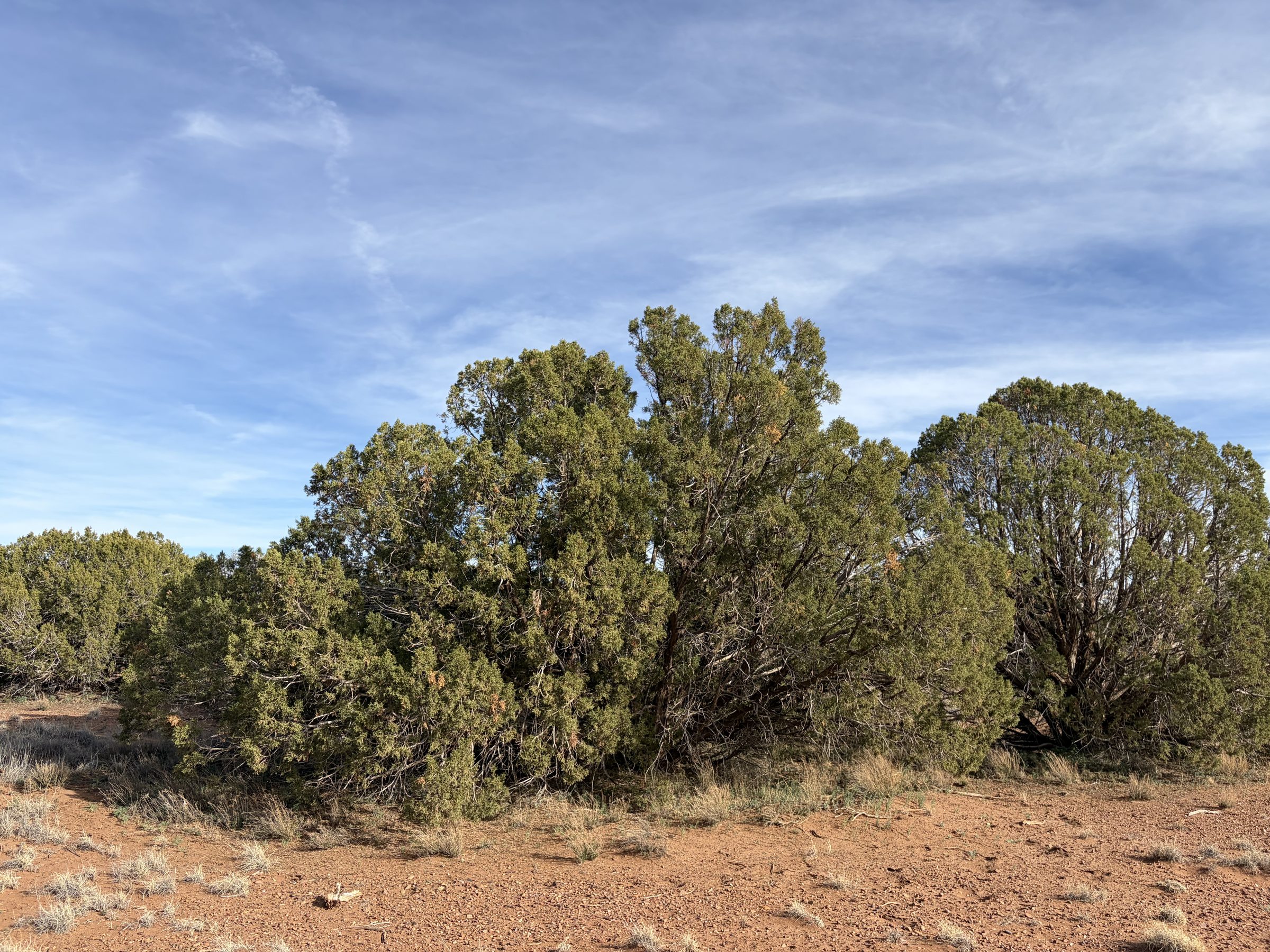 Snowflake AZ — 1.2 acres with financing available, Snowflake AZ — photo 15