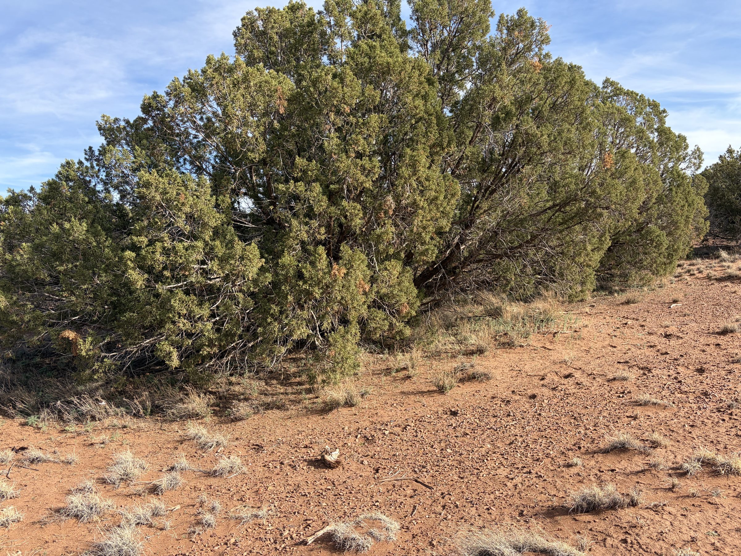 Snowflake AZ — 1.2 acres with financing available, Snowflake AZ — photo 13