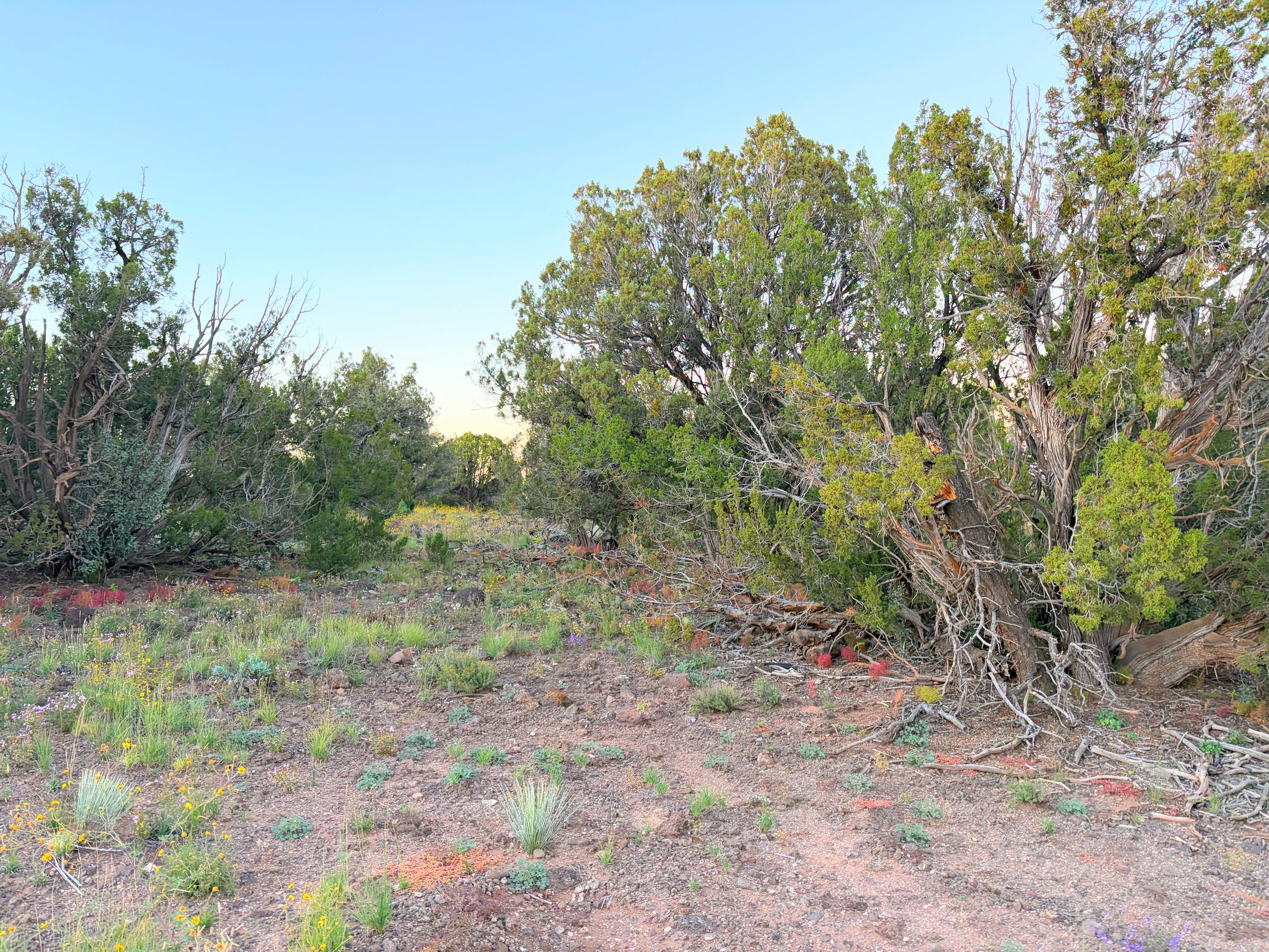 8332 Skyline Dr, Show Low AZ — foto 6